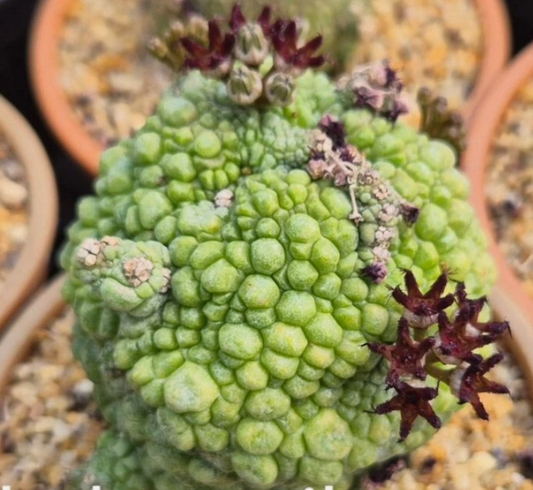 Pseudolithos Migiurtinus 10 Pieces Seeds