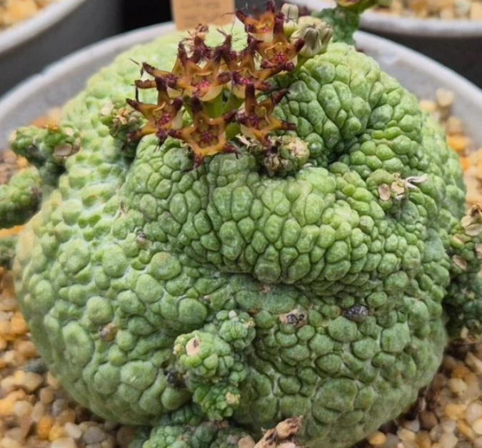 Pseudolithos Migiurtinus 10 Pieces Seeds