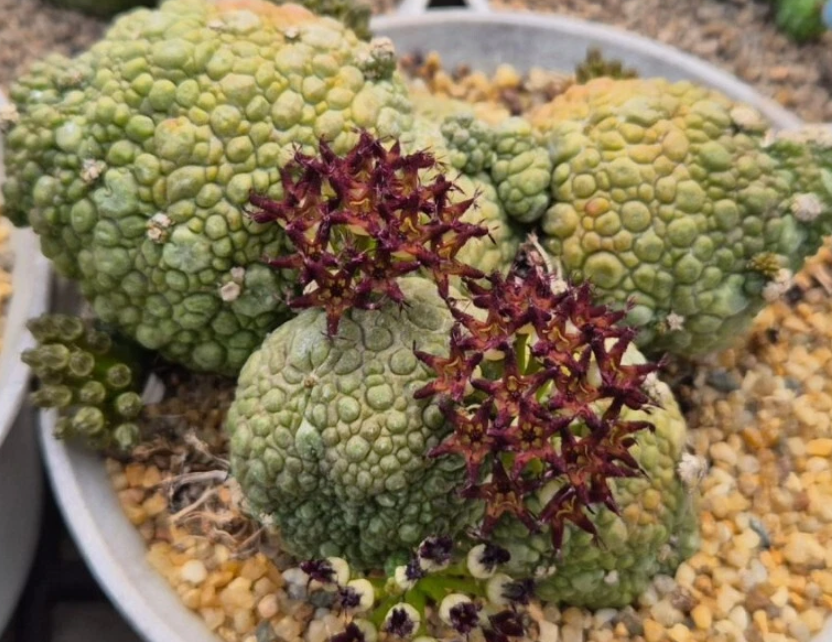 Pseudolithos Migiurtinus 10 Pieces Seeds