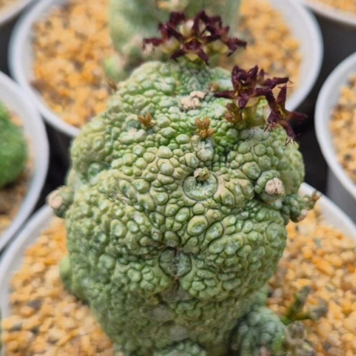 Pseudolithos Migiurtinus 10 Pieces Seeds