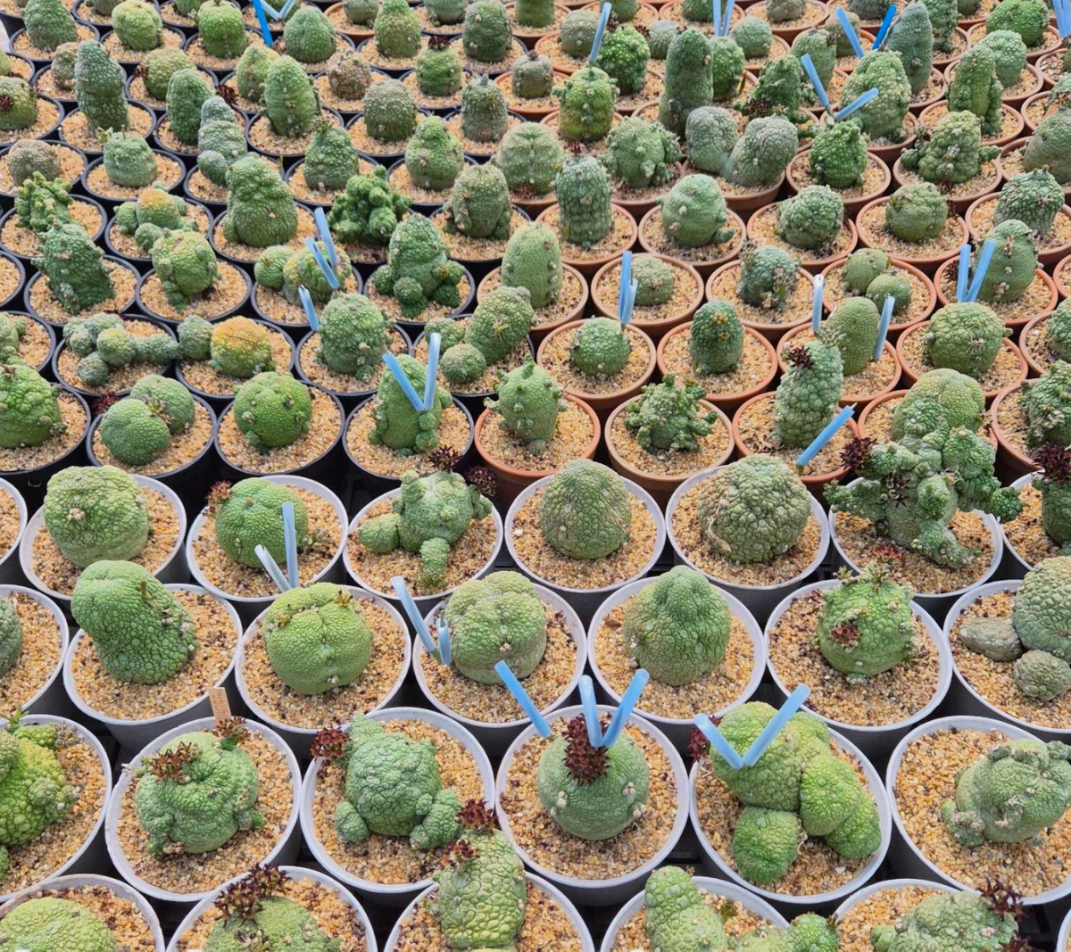Pseudolithos Migiurtinus 10 Pieces Seeds