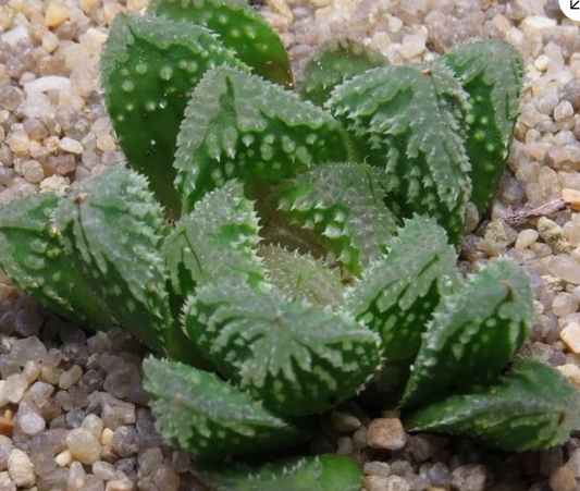 Haworthia 'Gorbi' hybrid 10 Pieces Seeds