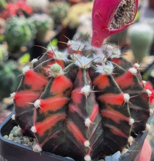 Gymnocalycium mihanovichii ‘Black & Red’ 10 Pieces Seeds