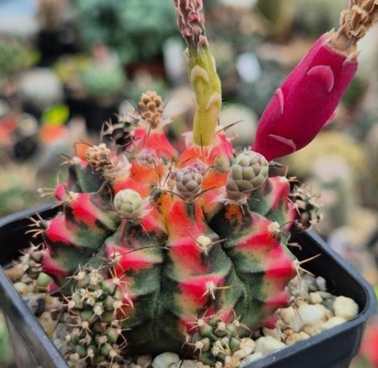 Gymnocalycium mihanovichii 'Multicolor' 10 Pieces Seeds