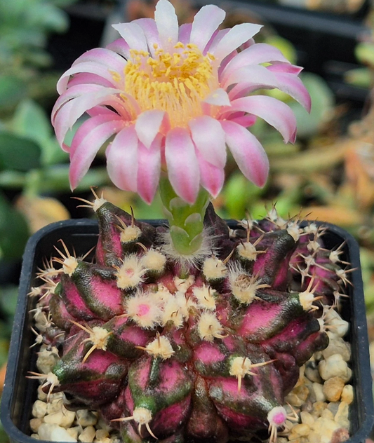 Gymnocalycium mihanovichii 'T-Lux' 10 Pieces Seeds