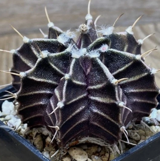 Gymnocalycium friedrichii ‘Zebra’ 10 Pieces Seeds
