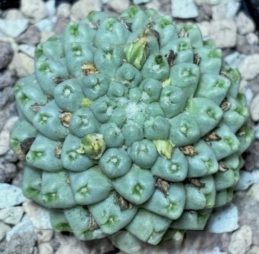 Mammillaria schumannii f. monstrosa 10 Pieces Seeds