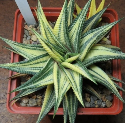 Haworthia limifolia f.variegata 10 Pieces Seeds