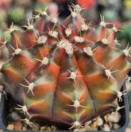 Gymnocalycium mihanovichii ‘Neon Braun’ 10 Pieces Seeds