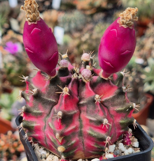 Gymnocalycium mihanovichii 'Pink Diamond' 10 Pieces Seeds
