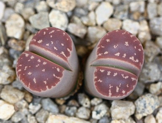 Lithops olivacea var. nebrownii Red olive 10 Pieces Seeds