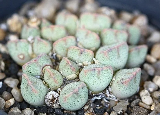 Conophytum taylorianum 10 Pieces Seeds