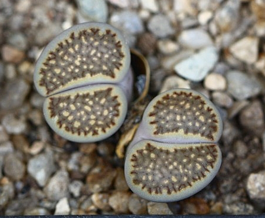 Lithops salicola 10 Pieces Seeds