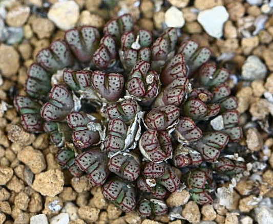Conophytum tantillum subs. helenae 10 Pieces Seeds