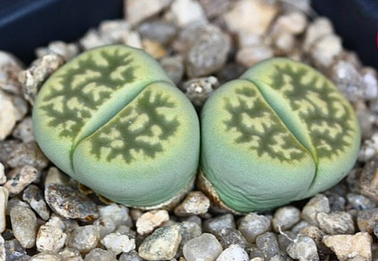 Lithops karasmontana lerichegreen 10 Pieces Seeds
