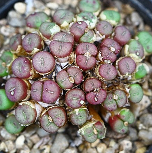 Conophytum minutum 10 Pieces Seeds