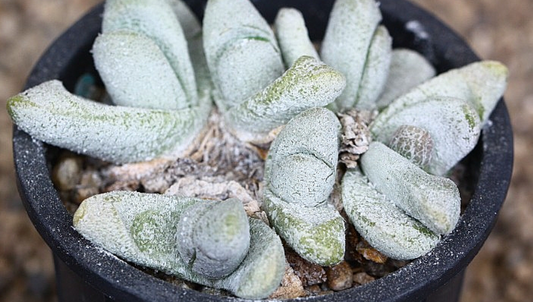 Glottiphyllum nelii 10 Pieces Seeds