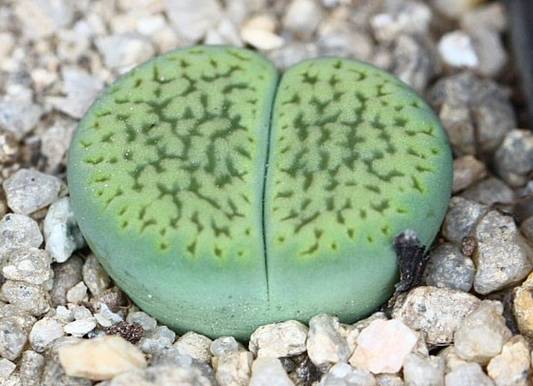 Lithops hookeri v. dabneri Annarosa 10 Pieces Seeds