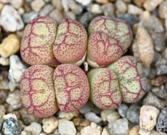 Conophytum ficiforme worcester(white flower) 10 Pieces Seeds