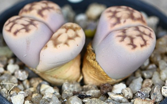 Lithops schwantesii 10 Pieces Seeds