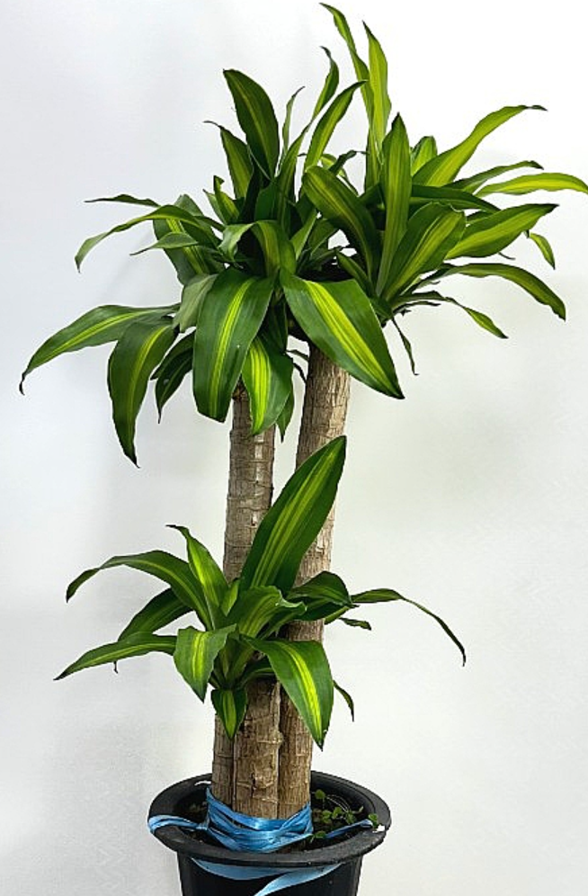 Dracaena fragrans var. massangeana 5 Pieces Seeds