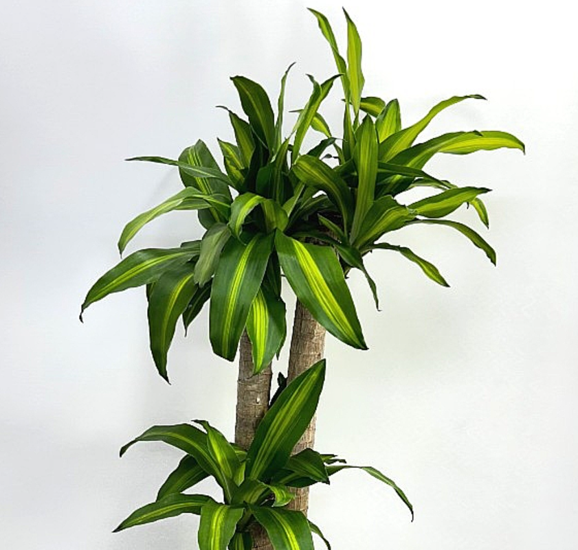 Dracaena fragrans var. massangeana 5 Pieces Seeds