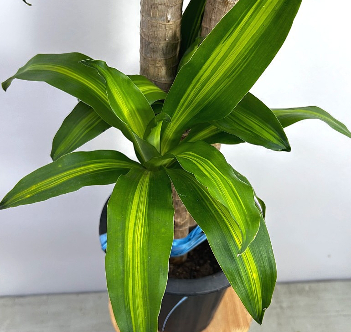 Dracaena fragrans var. massangeana 5 Pieces Seeds
