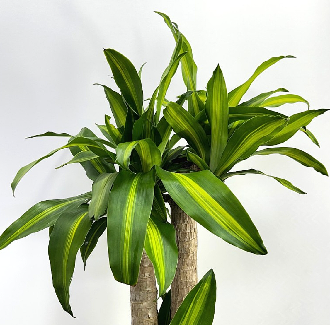 Dracaena fragrans var. massangeana 5 Pieces Seeds