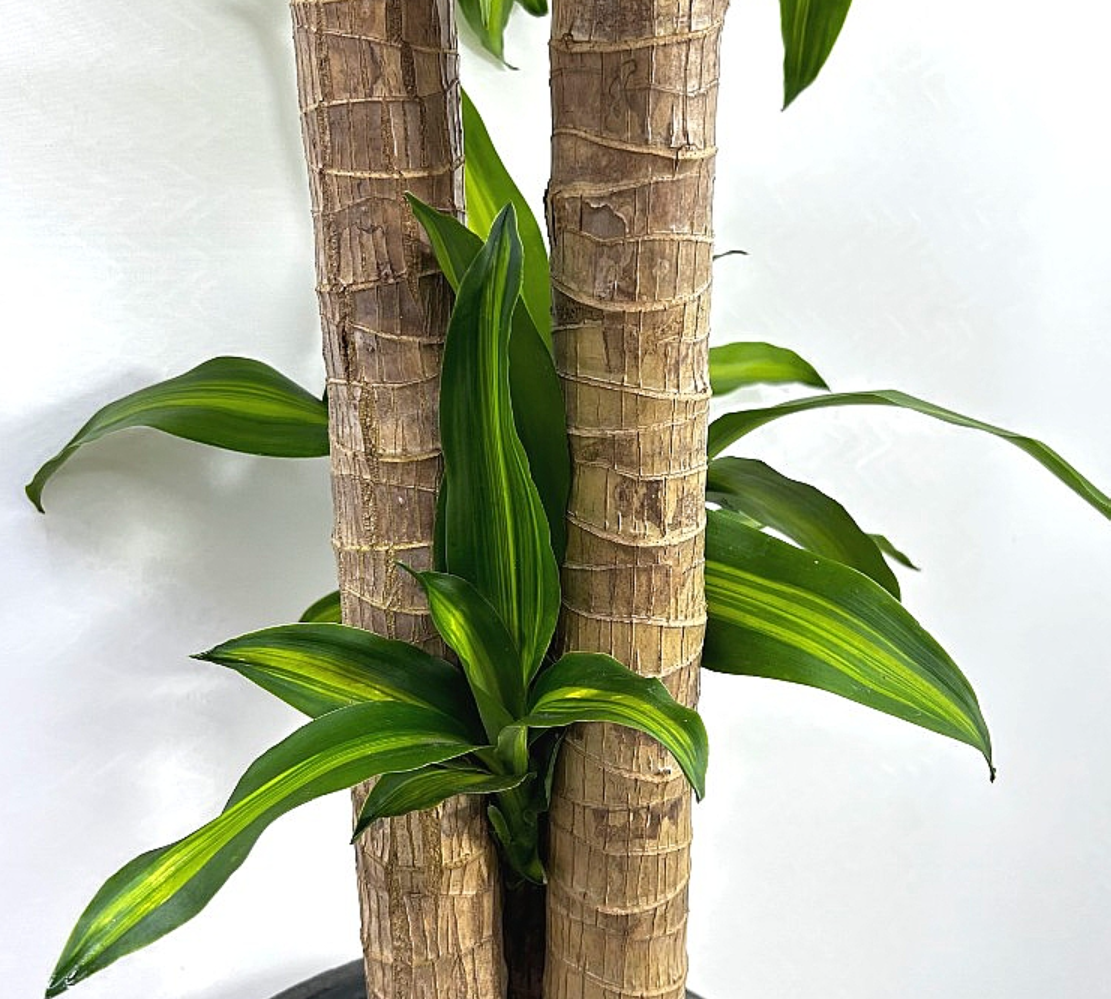 Dracaena fragrans var. massangeana 5 Pieces Seeds