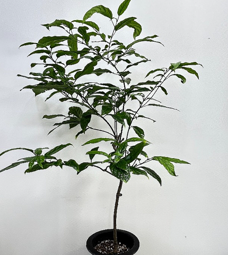 Clerodendrum wallichii 5 Pieces Seeds