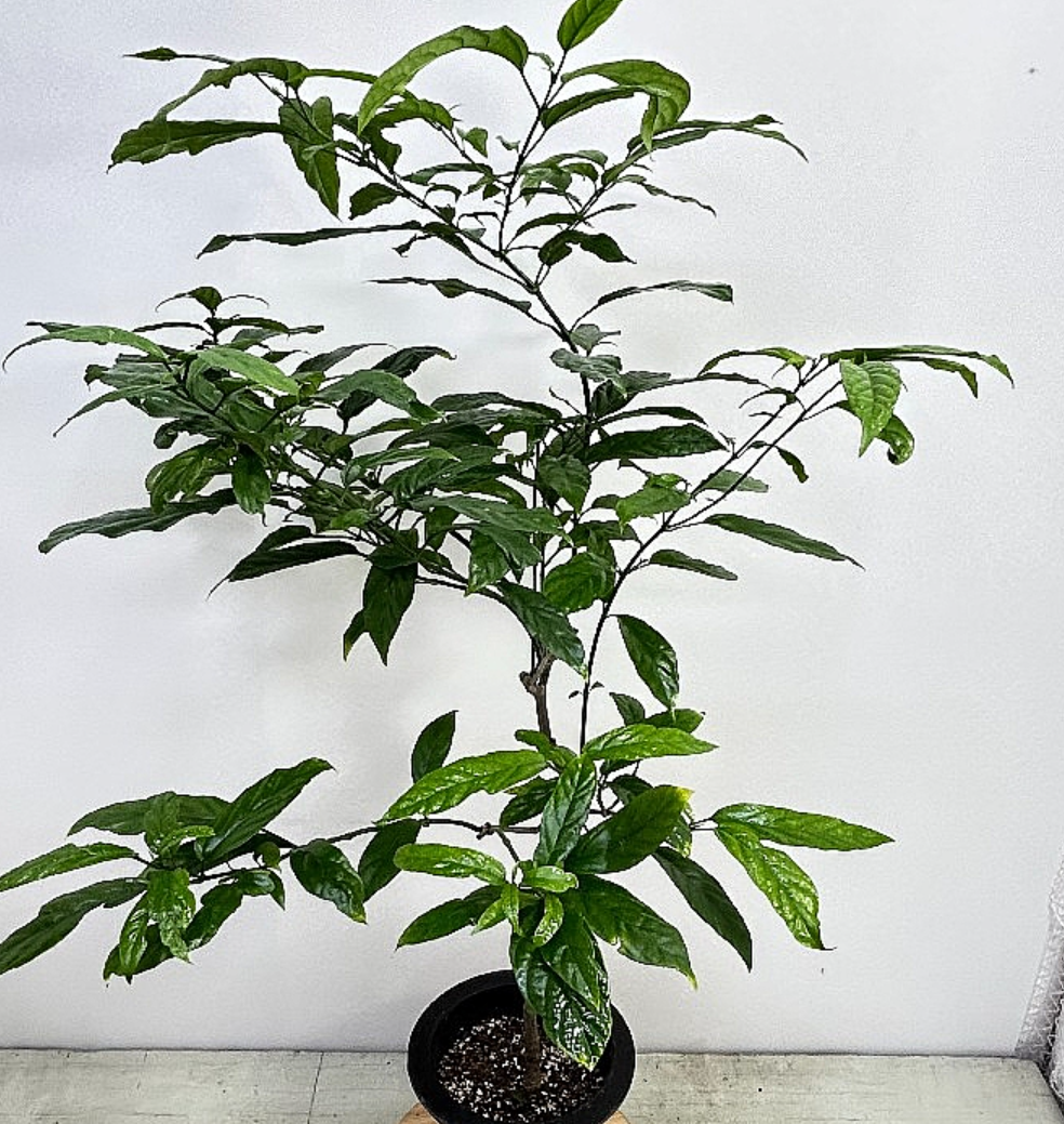 Clerodendrum wallichii 5 Pieces Seeds