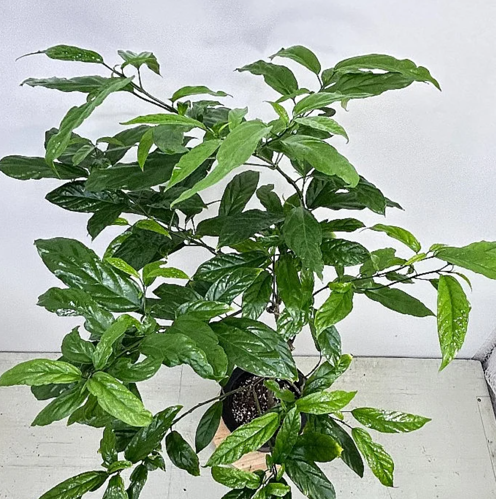 Clerodendrum wallichii 5 Pieces Seeds