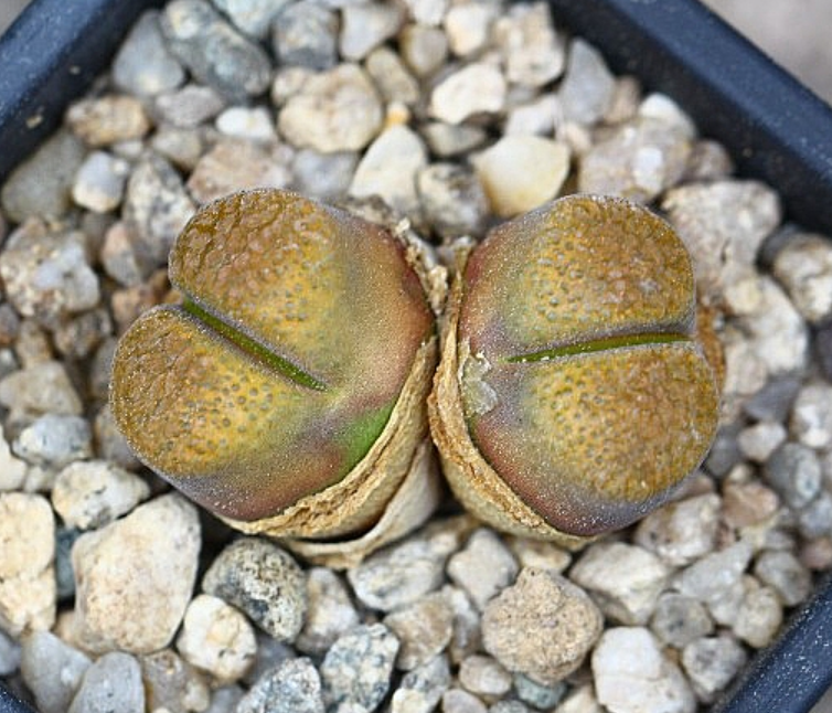 Conophytum Ophthalmophyllum Verrucosum 10 Pieces Seeds