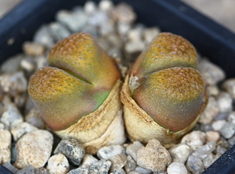 Conophytum Ophthalmophyllum Verrucosum 10 Pieces Seeds