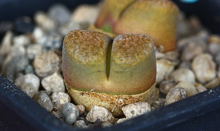 Conophytum Ophthalmophyllum Verrucosum 10 Pieces Seeds