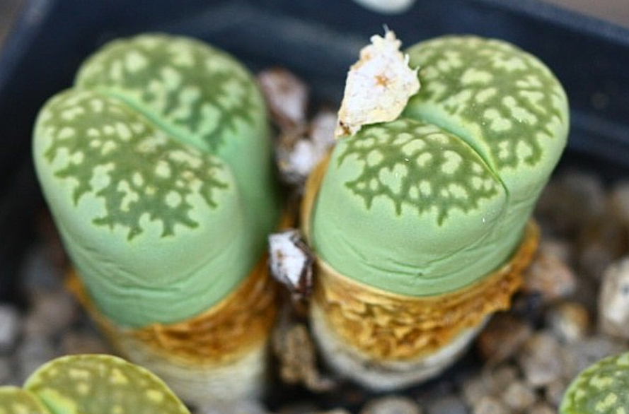 Lithops salicola Malachite 10 Pieces Seeds