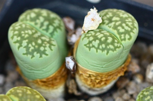 Lithops salicola Malachite 10 Pieces Seeds