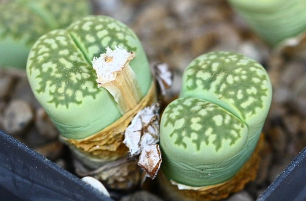 Lithops salicola Malachite 10 Pieces Seeds