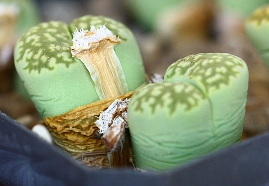 Lithops salicola Malachite 10 Pieces Seeds