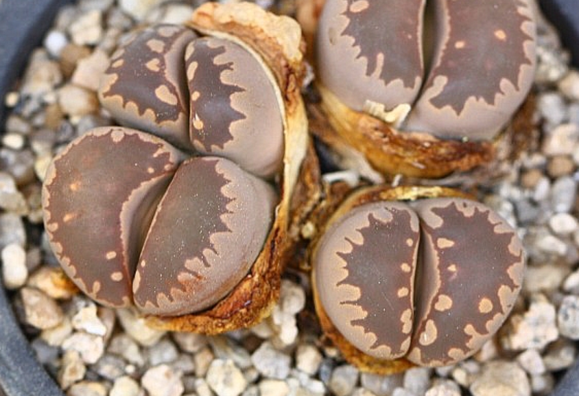 Lithops otzeniana 10 Pieces Seeds