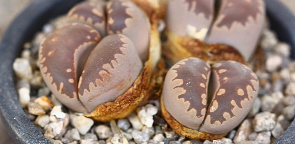 Lithops otzeniana 10 Pieces Seeds