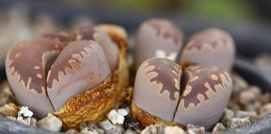 Lithops otzeniana 10 Pieces Seeds