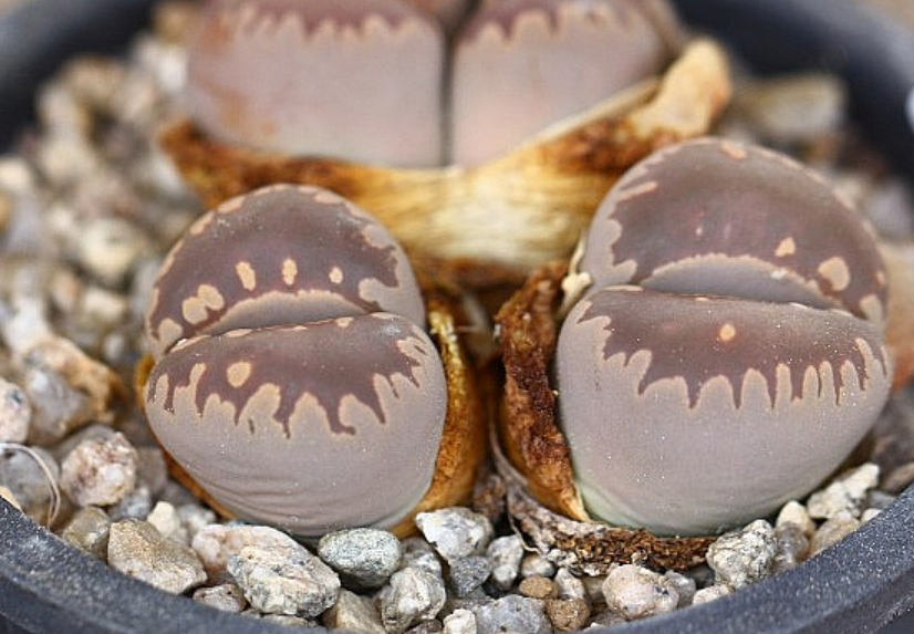 Lithops otzeniana 10 Pieces Seeds