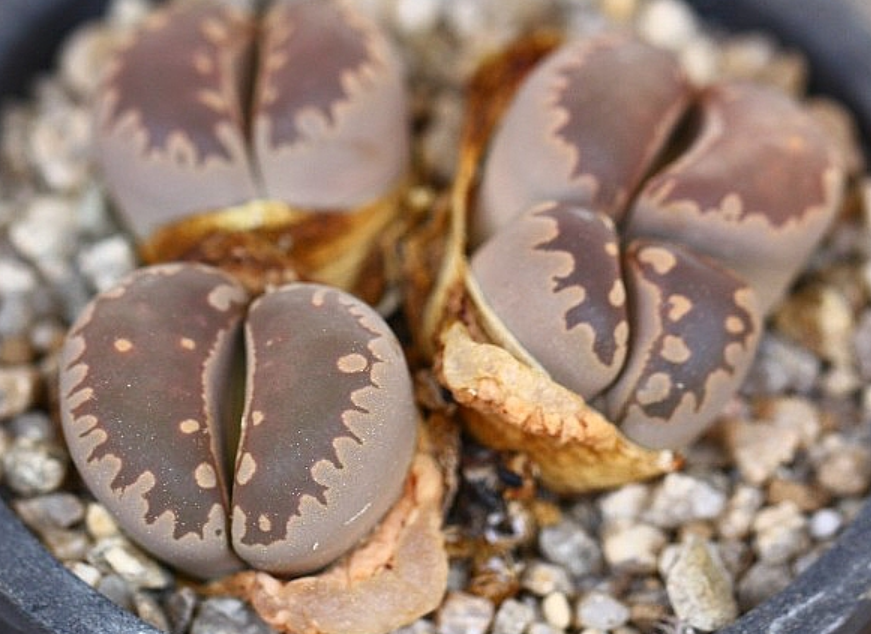Lithops otzeniana 10 Pieces Seeds