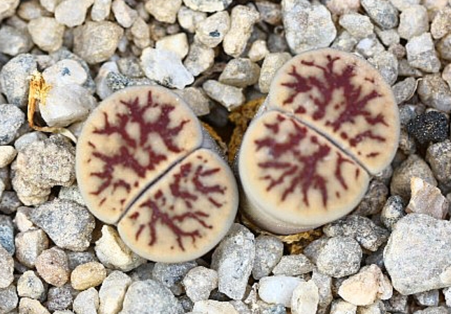 Lithops schwantesii subsp. schwantesii var. urikos 10 Pieces Seeds