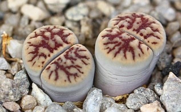 Lithops schwantesii subsp. schwantesii var. urikos 10 Pieces Seeds