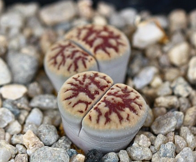 Lithops schwantesii subsp. schwantesii var. urikos 10 Pieces Seeds