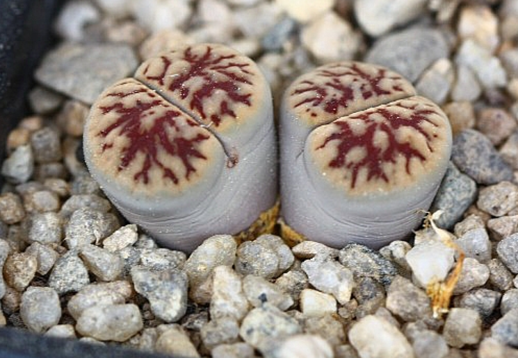 Lithops schwantesii subsp. schwantesii var. urikos 10 Pieces Seeds