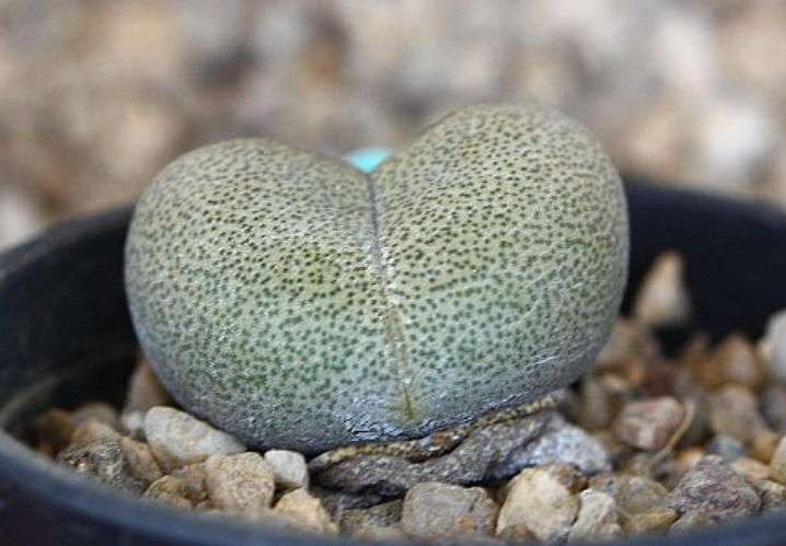Pleiospilos nelii 10 Pieces Seeds