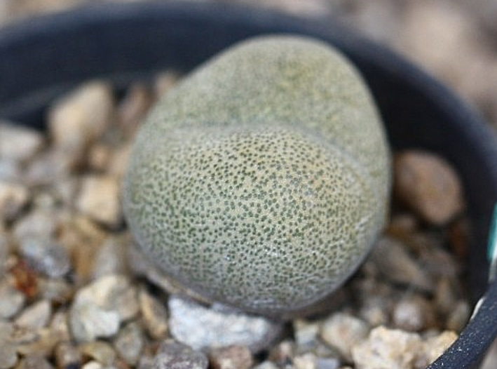 Pleiospilos nelii 10 Pieces Seeds